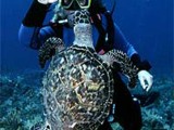 Saba Turtle